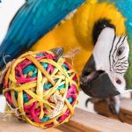 Forrajeo loropets_03