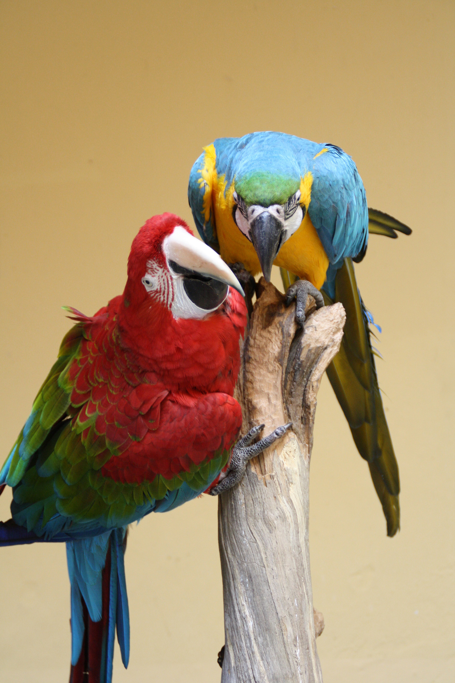 Mejor percha loro loropets 2