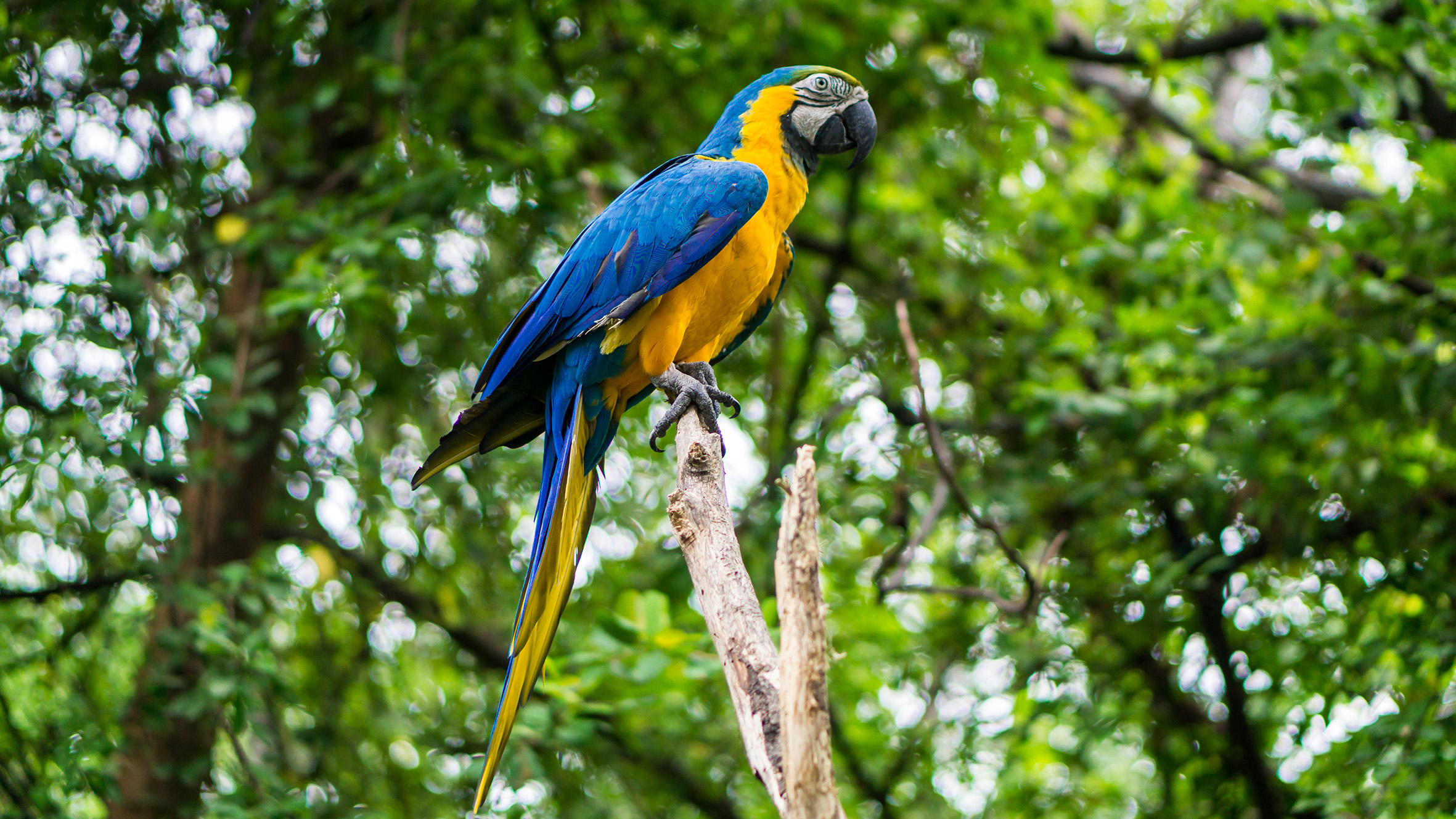 Mejor percha loro loropets principal