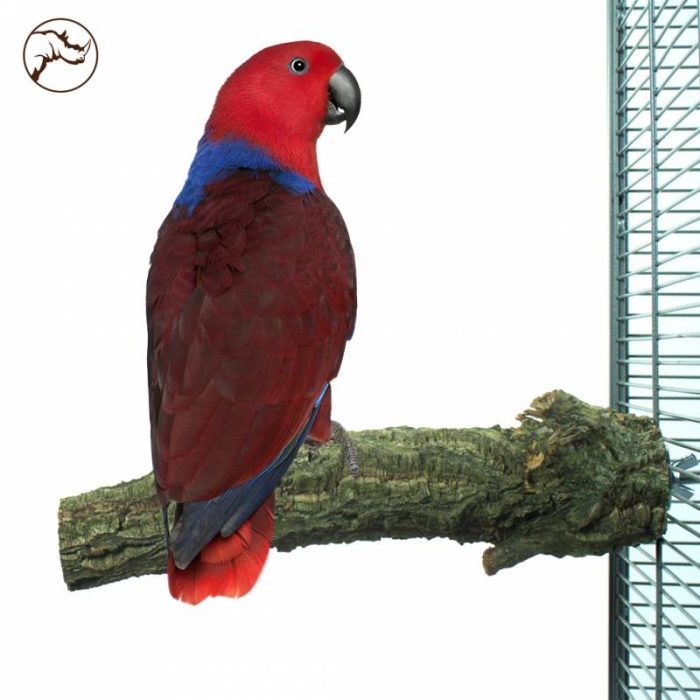 Loro sobre percha de alcornoque loropets