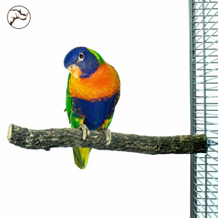 Periquito sobre percha de alcornoque para jaula de loros
