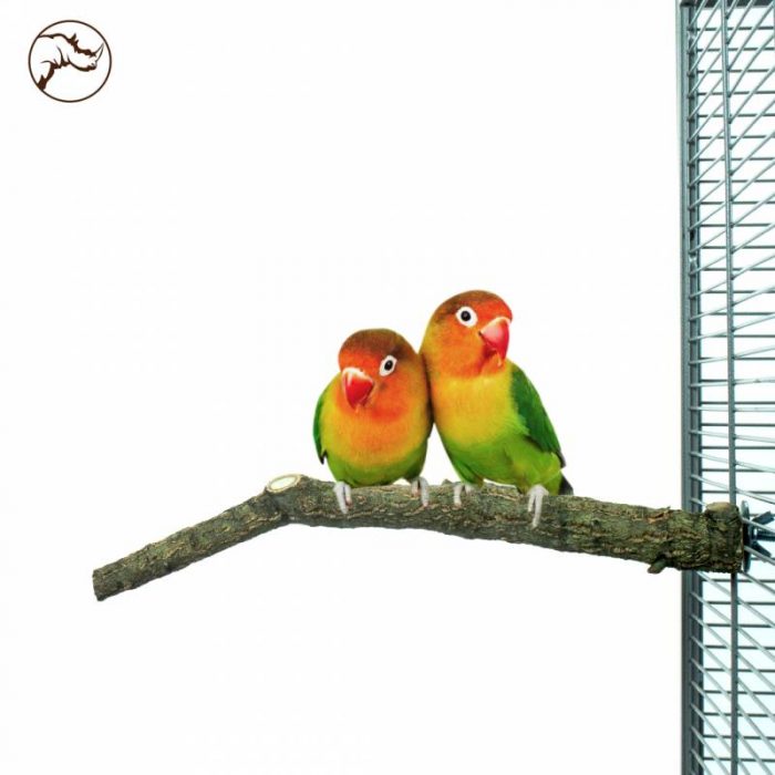 Periquitos sobre percha de alcornoque para jaula de loros