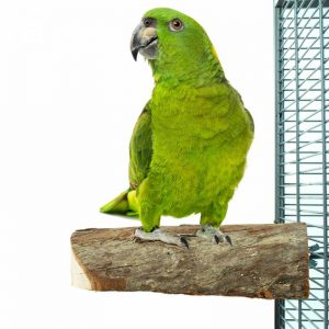 Loro verde sobre percha de madera natural