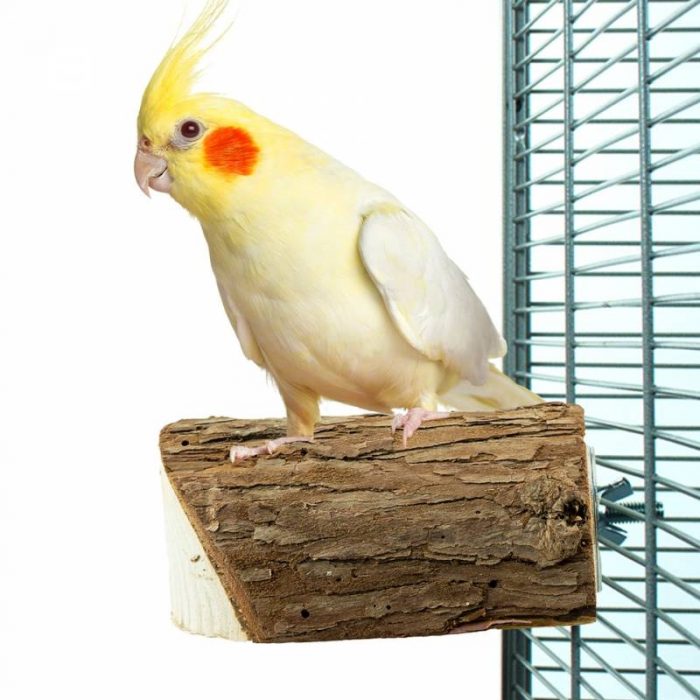ninfa sobre un tronco natural para loros