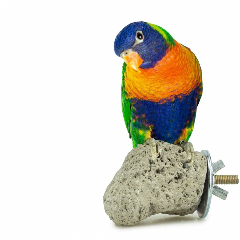 Loro en piedra de lava natural para cualquier jaula