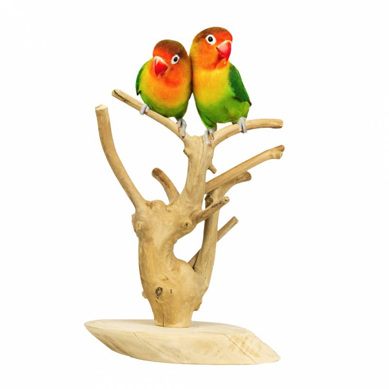 Árbol de java mini para loros