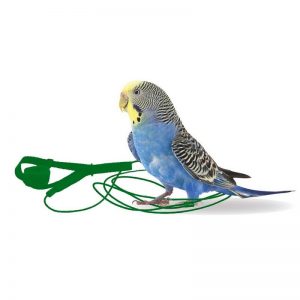 Arnés para loros pequeños