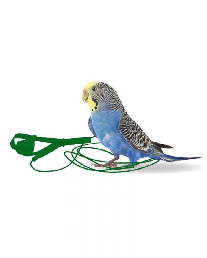 Arnés para loros pequeños
