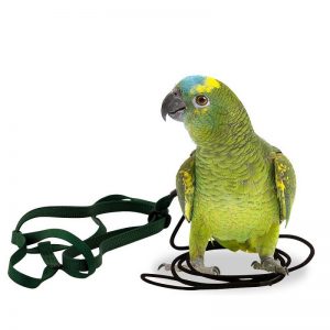 Arnés para cacatúas y amazonas