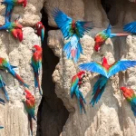 loropets-loro-arcilla