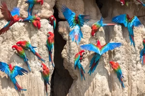 loropets-loro-arcilla