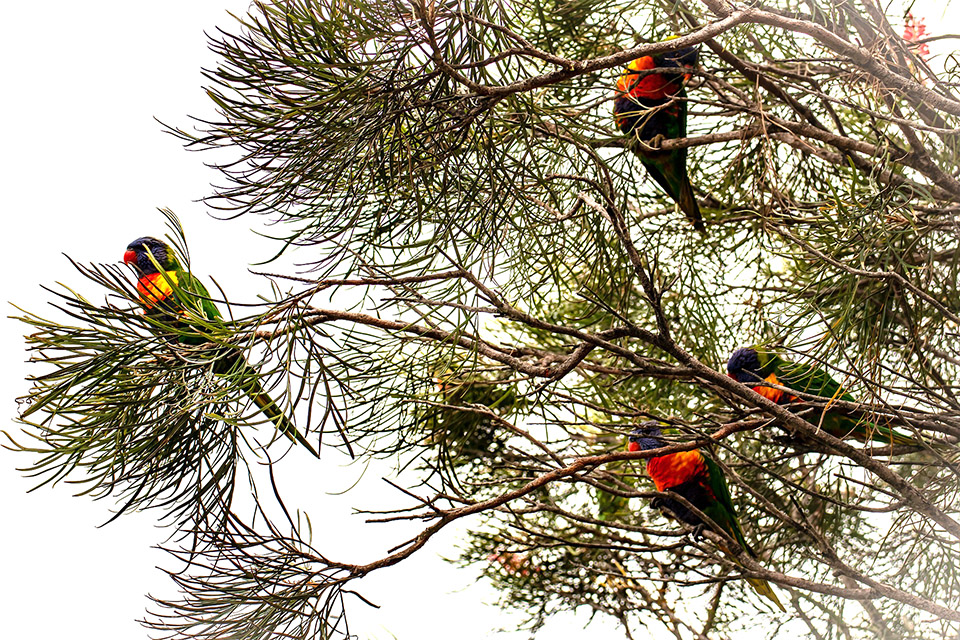 ramas-naturales-loropets-blog