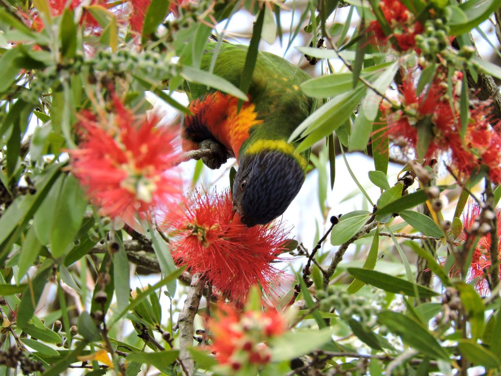 Ramas naturales como enriquecimiento ambiental