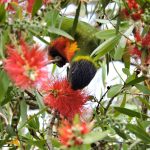 Ramas naturales como enriquecimiento ambiental