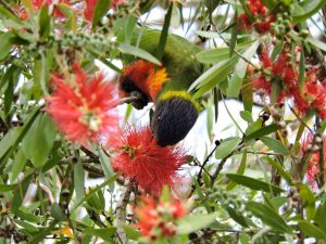 Ramas naturales como enriquecimiento ambiental