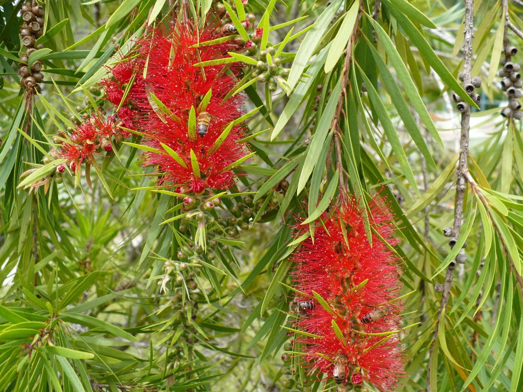 Callistemon