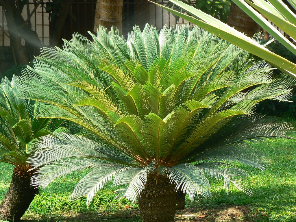 rama natural loropets cyca