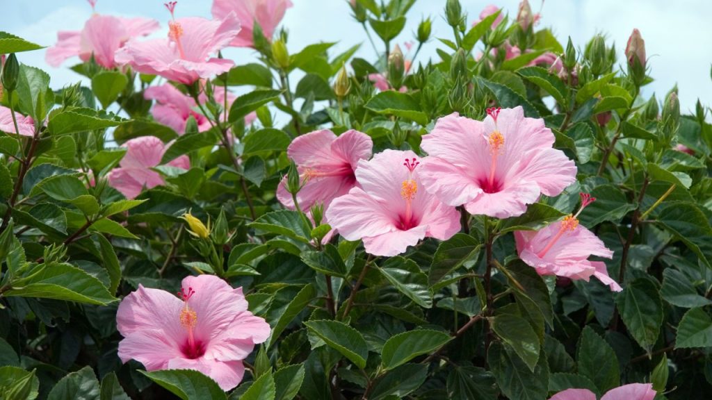 Rama natural Hibiscus