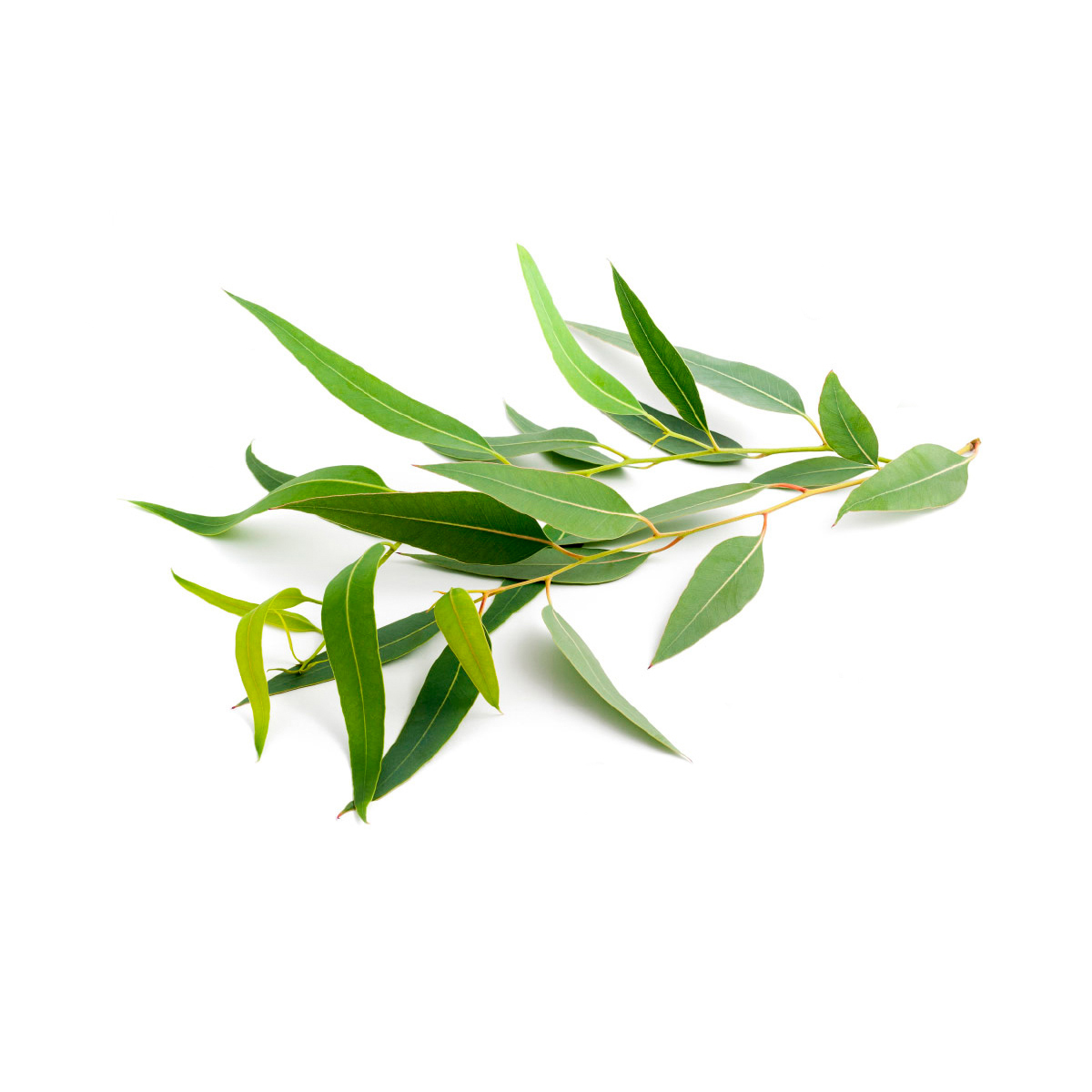 Rama natural de eucalipto para loros