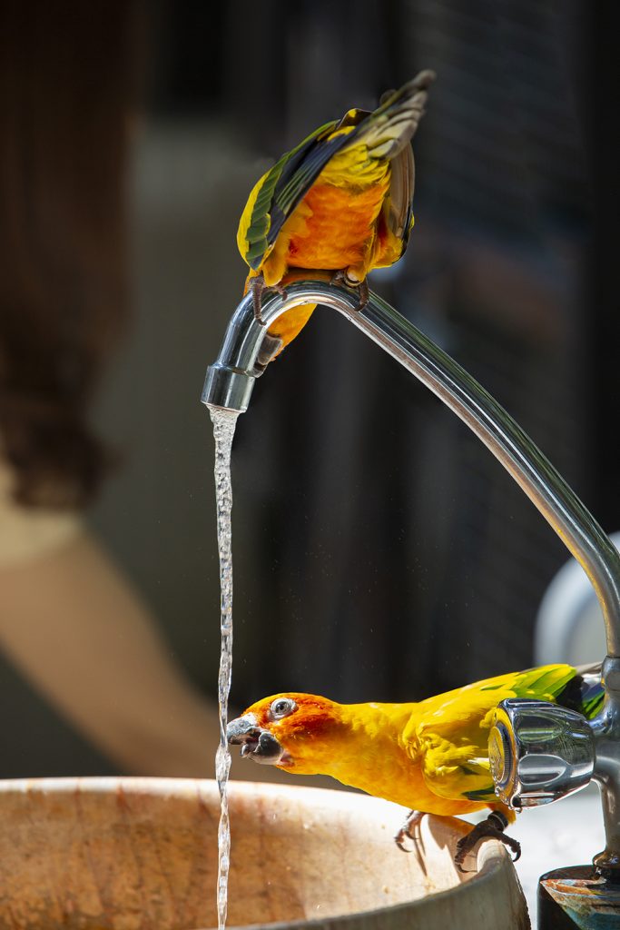 baño de loros en grifo loropets
