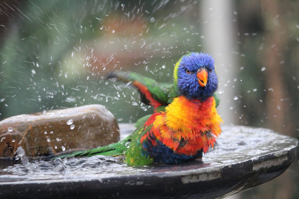 loro arco iris baño loropets