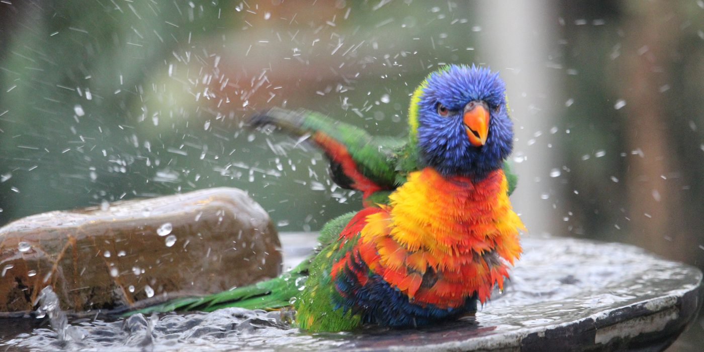loro arco iris baño loropets