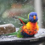 loro arco iris baño loropets