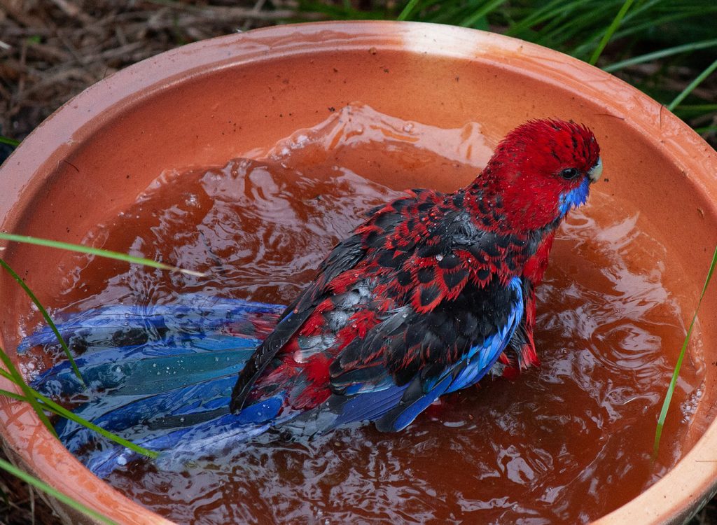 Loro arcoiris dándose un baño en agua