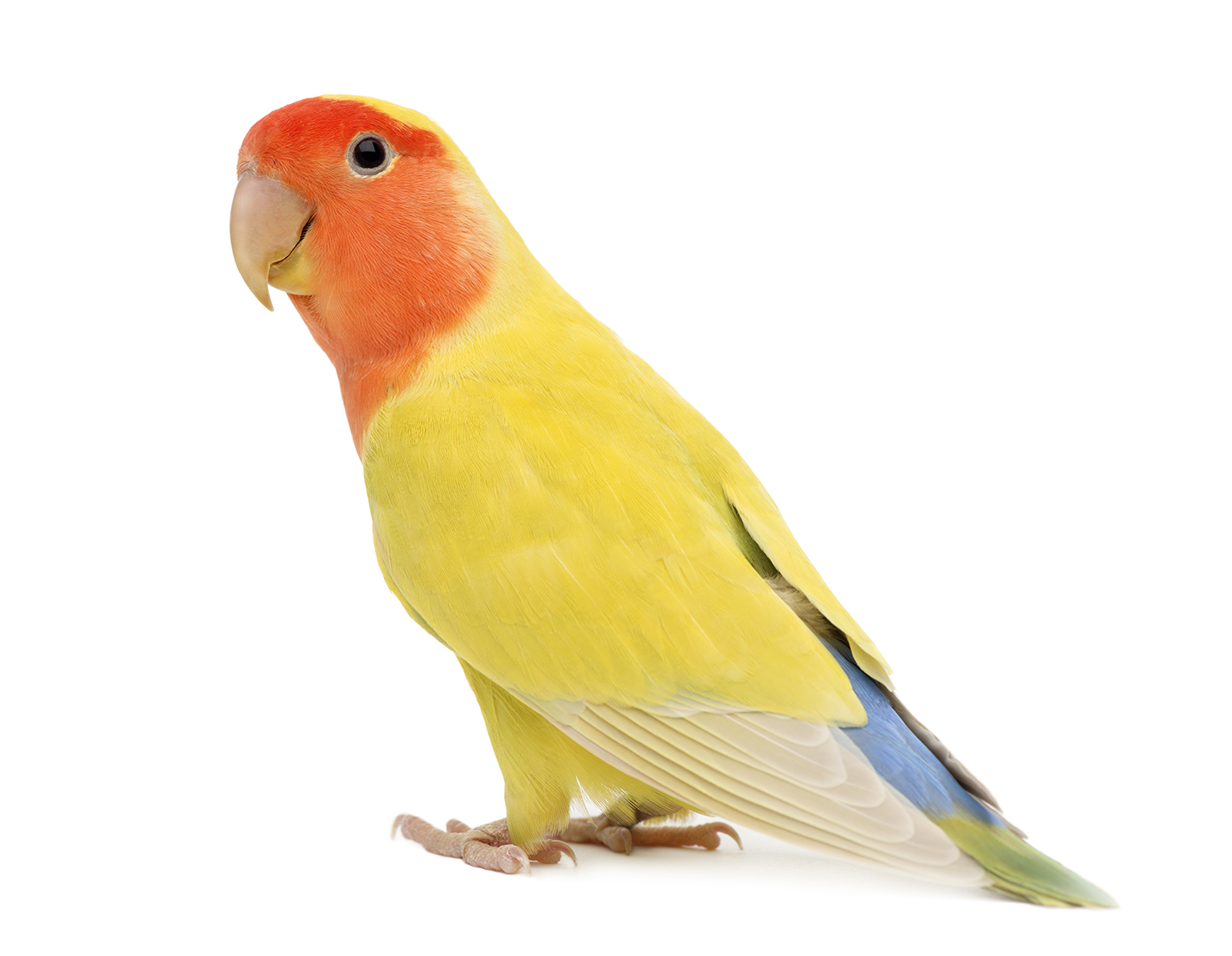 agapornis loropets