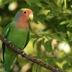 agaporni sobre rama con fondo naturaleza loropets