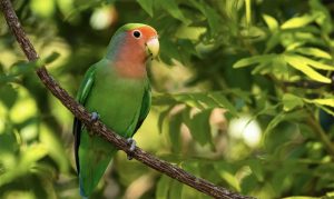 agaporni sobre rama con fondo naturaleza loropets