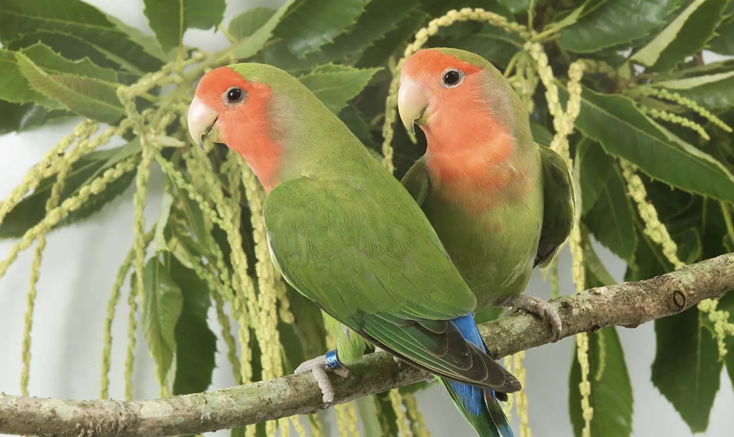 agapornis sobre rama de árbol loropets