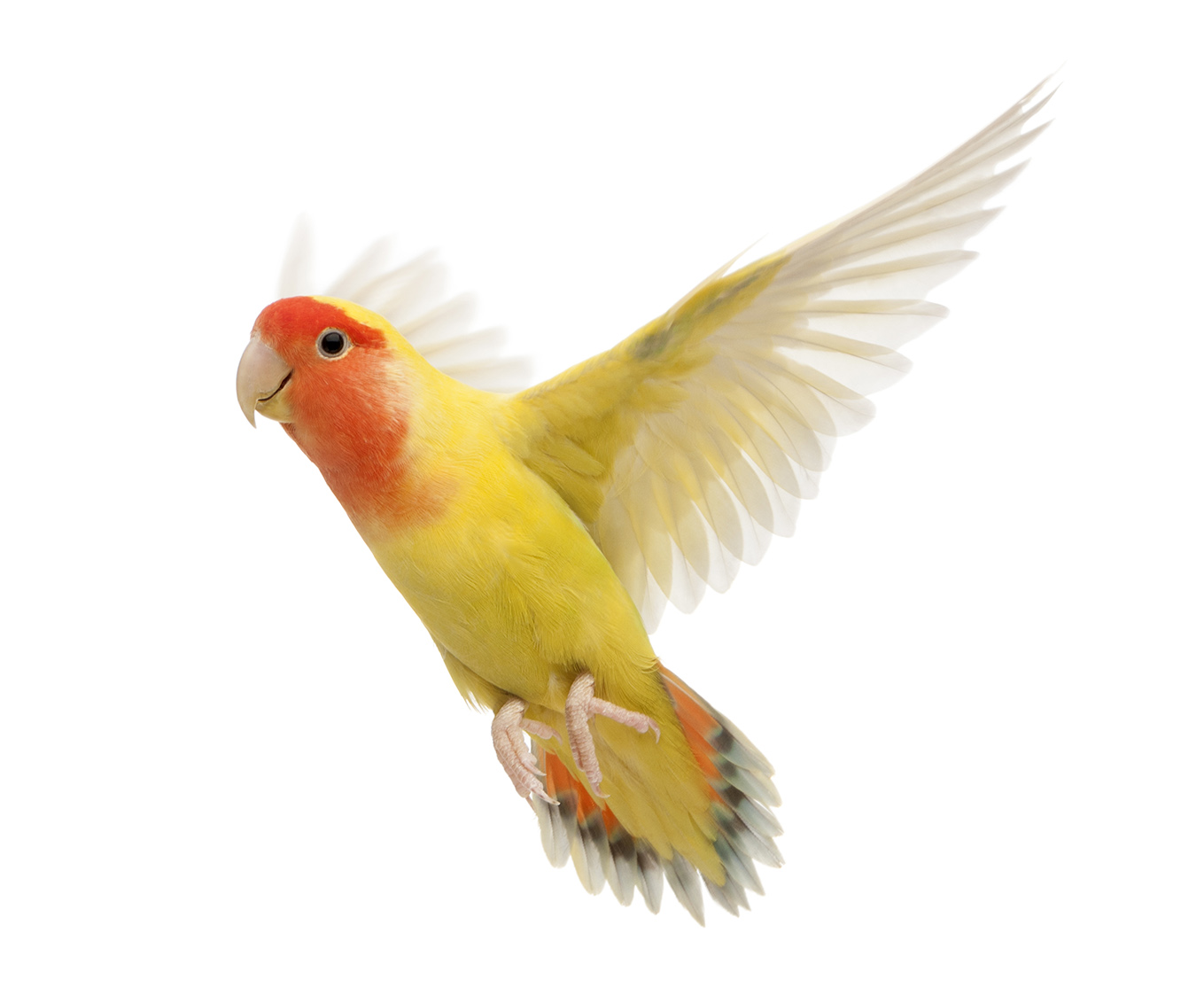 agapornis loropets