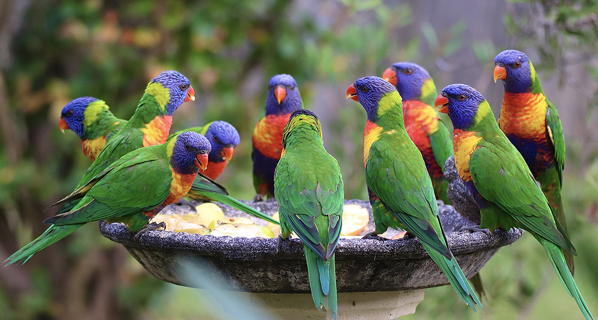 Loros comiendo frutas y verduras loropets