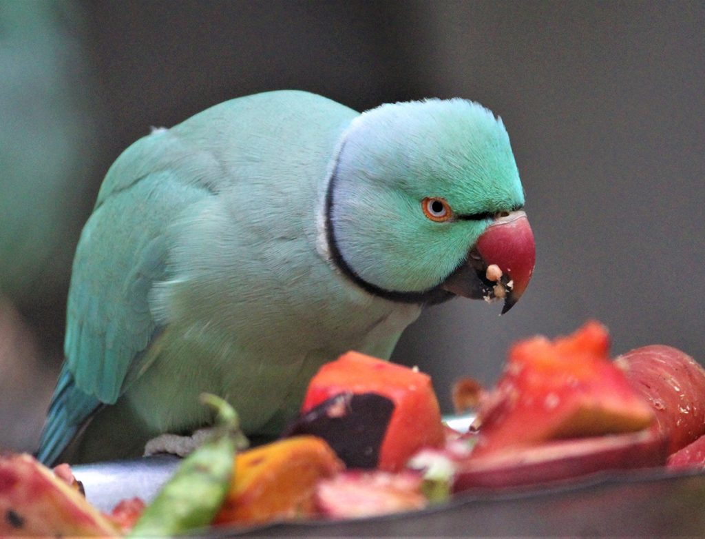 Loro comiendo frutas y verduras loropets