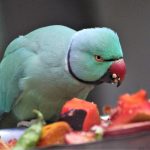Loro comiendo frutas y verduras loropets