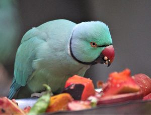 Loro comiendo frutas y verduras loropets