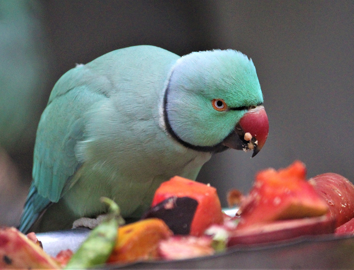 Loro comiendo frutas y verduras loropets