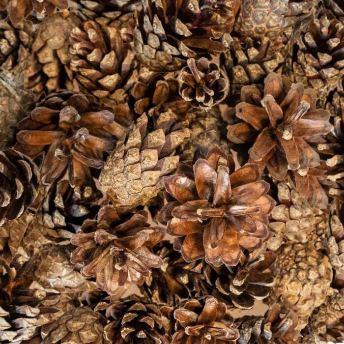 Detalle de las piñas para forrajeo de loros