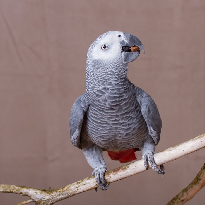 Loro comiendo un fruto seco, almendras sin cáscaras