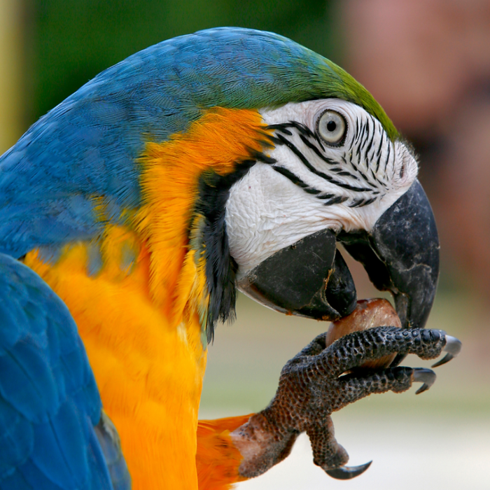 Nueces silvestres con cáscara Your Parrot 1 kg. - Imagen 4