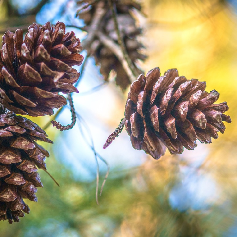 Piñas 6 unidades - Imagen 2